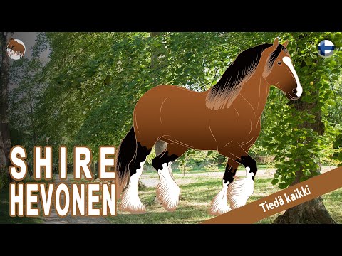 , title : 'SHIRE HEVONEN, maailman suurimmat hevoset, lempeät jättiläiset, HEVOSRODUT'