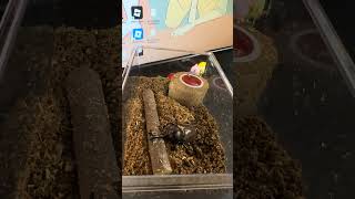 【閲覧注意】2026年8月29日 カブトムシたちの名前決めました🤣 Part1