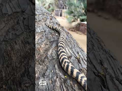 Zebra Cobra