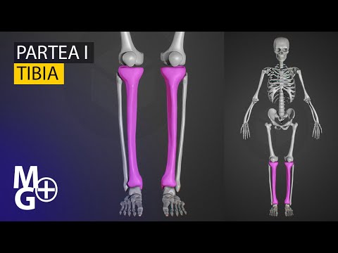 TIBIA (Prezentare 3D Anatomie)