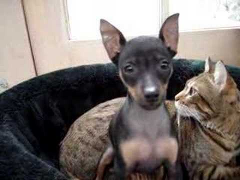 Min pin and Bangel action