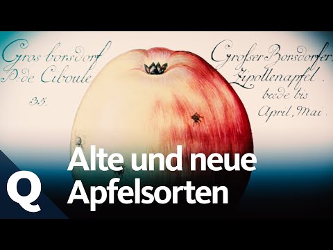 , title : 'Wohin Apfelsorten verschwinden und woher Neue kommen | Quarks'
