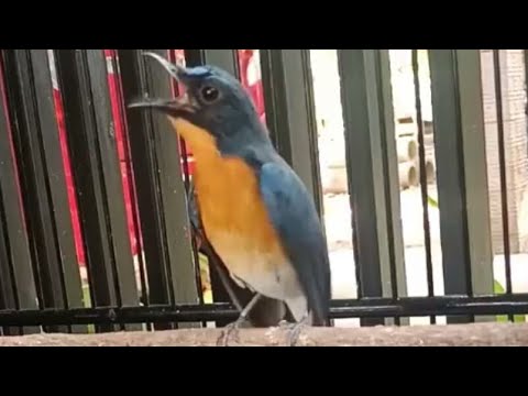 Tledekan Novyj Trend Smotret Onlajn Na Sajte Trendovi Ru