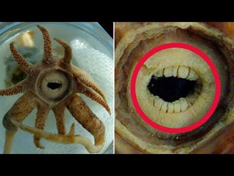 5 Strange & Unbelievable SEA CREATURES