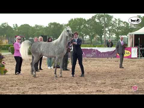 N 23 FLAXMAN'S RANIA   AH Weekend 2022   European C Show and SE Cup   Fillies 3 Years Old Class 4