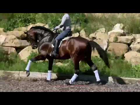 SOLD-ANDALUSIAN HORSE FOR SALE - DRESSAGE PROSPECT - 2017 - 168 cm