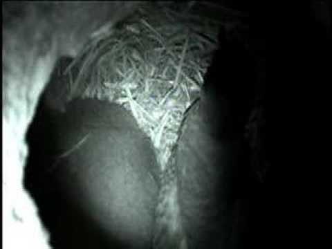 Bermuda's Treasure Island / Bermuda Petrel feeding chick