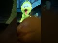 Sesame Street Elmo S Sing Along Guessing Game Elmo S Song