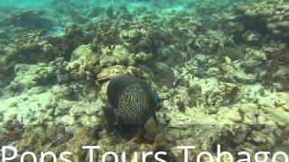 preview picture of video 'Pops Tours Tobago - Buccoo Reef snorkelling'