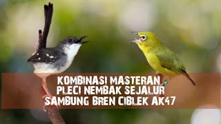 Download lagu Masteran Mewah | Pleci Nembak Sejalur Sambung Bren Ciblek Ak47 mp3