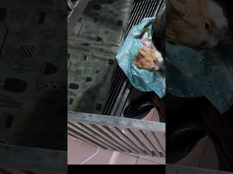 Leo is no more 😭 #ayush #alizeh