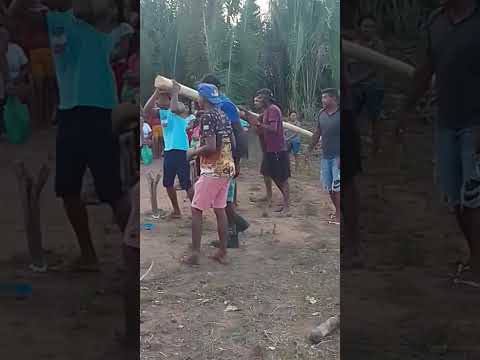 Tradicional levante do masto povoado feitoria duque Bacelar #Maranhão