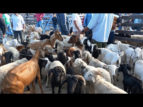 FEIRA DE ANIMAIS EM BARRA DE SANTA ROSA-PB 11-06-2026 