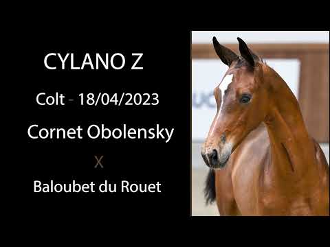 Nr 9 CYLANO Z (Cornet Obolensky x Baloubet du Rouet)
