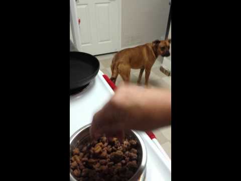 YouTube video about: Can you microwave dog food?