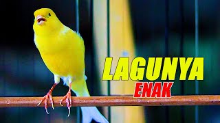 Download lagu KENARI GACOR PANJANG SUARA JERNIH, TERAPI KENARI PAUD CEPAT BUNYI mp3 Download lagu KENARI GACOR PANJANG SUARA JERNIH, TERAPI KENARI PAUD CEPAT BUNYI mp3