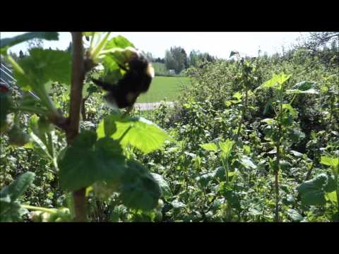 2 HOURS SOUNDS OF SUMMER, BEES & BIRDS