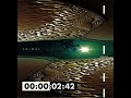 Front 242 "Animal" 1993 EP