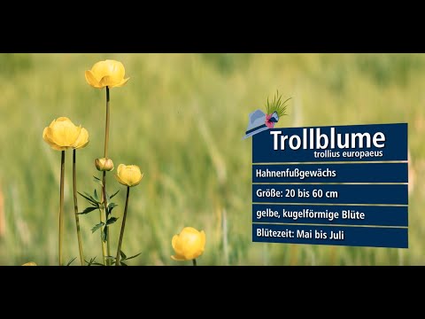 Die Trollblume im Wittelsbacher Land