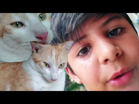 Yeh Meri Pyari Bili (Cat ) Abu Bakar