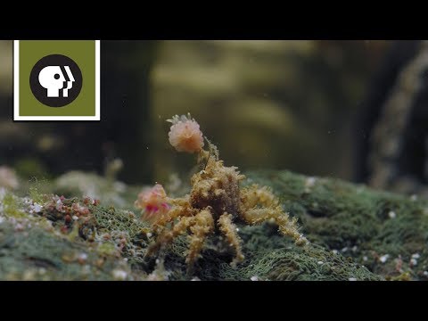 Boxer Crab Fights off Pufferfish