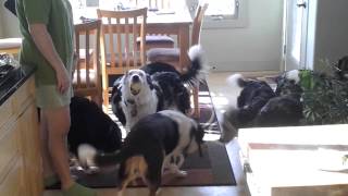Colorado Aussie Protandim Canine Health