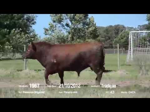 14º Remate Só Angus - Tradição. Tat.: 1967