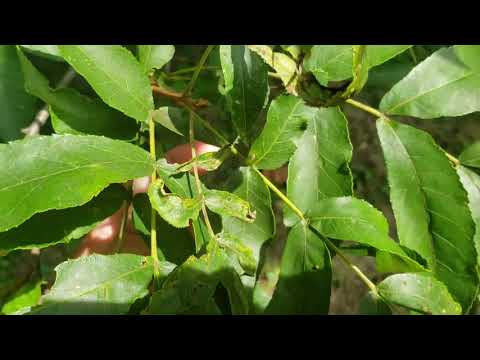 ID That Tree: Bitternut Hickory - YouTube
