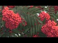 КРАСНАЯ РЯБИНА 