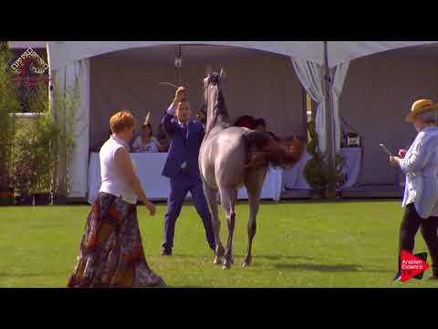 N.14 D NAWASI - Chantilly 2019 AHO World Cup - 2 Years Old Fillies (Class 2)