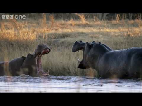 HD: Hippo Fight - Nature's Great Events: The Great Flood - BBC One