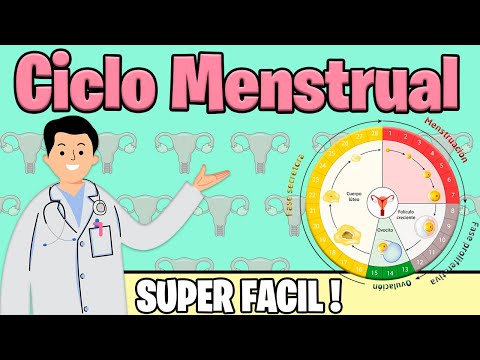 MENSTRUAL CYCLE: Phases of the menstrual cycle | HORMONES OVULATION MENSTRUATION | Better explained