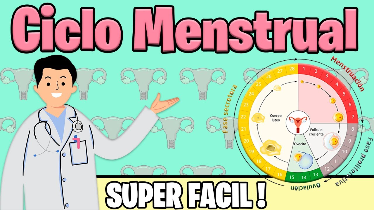 CICLO MENSTRUAL : Fases del ciclo menstrual | HORMONAS OVULACION MENSTRUACION | Mejor explicado