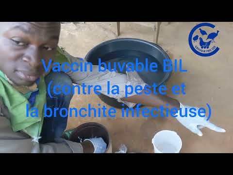 , title : 'Comment faire le 1er vaccin buvable contre la peste aviaire et la bronchite infectieuse'
