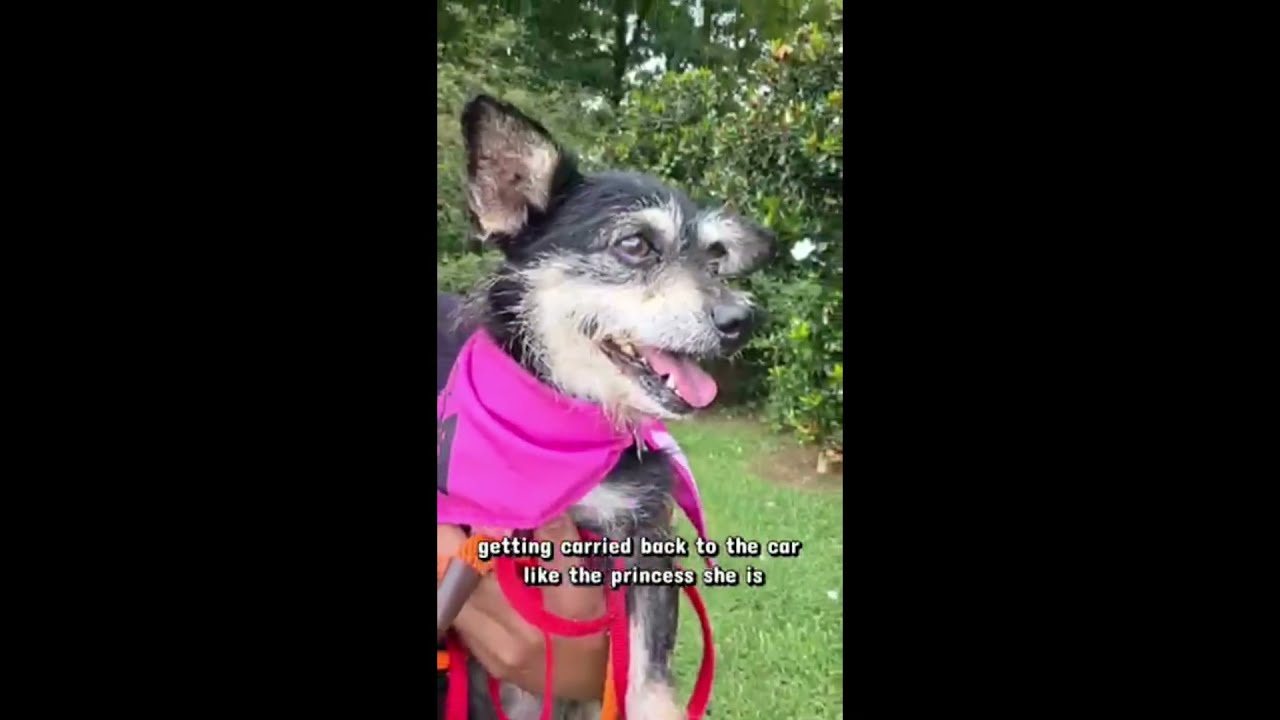 Enlarge Letty, a Adoptable mixed breed in Kennesaw, GA video 6/6