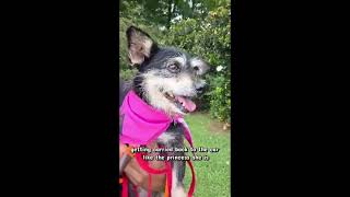 Video preview image #1 Dachshund-Unknown Mix Puppy For Sale in Kennesaw, GA, USA