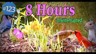 TV for Cats 😻8 Hours of Birds Hiding 🐦  Uninterrupted CatTV