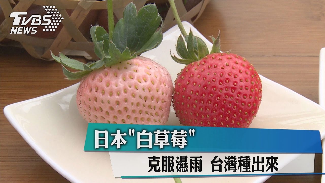 日本「白草莓」克服濕雨 台灣種出來