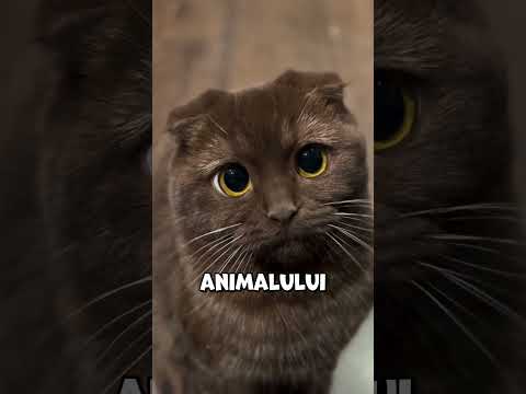 Nimeni nu știe măcar ce se întâmplă în capul lor!