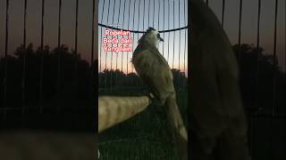 Download lagu ropelan trucukan kebo. #trucukangacor #trucukanropel #trucukanropelpanjang #birds #masteranjernih mp3