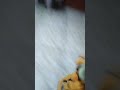 2005 Turbo Tail Tigger New Batteries