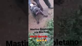Download lagu The Real Monster Hibrid Dog Mastino Napoletano x Boerboel mp3 Download lagu The Real Monster Hibrid Dog Mastino Napoletano x Boerboel mp3