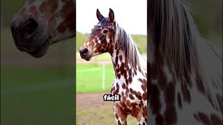 El caballo que intentó impresionar a la líder 🐎🔥