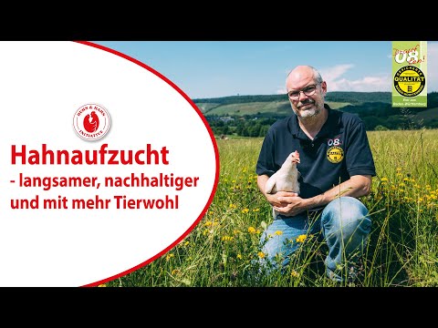 Aufzucht der Hähne unter dem Aspekt der Nachhaltigkeit