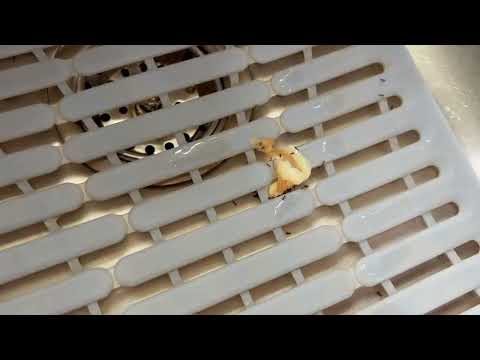 Ants Going for the Gel Bait in Beachwood, NJ