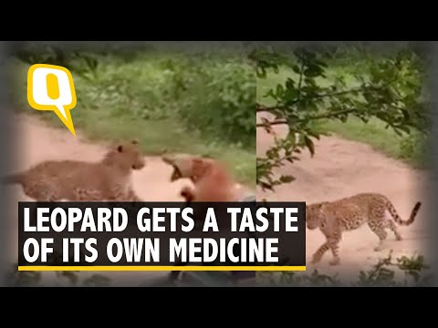 Watch: Every Dog Has Its Day? This Pup Scared Off a Leopard! I The Quint