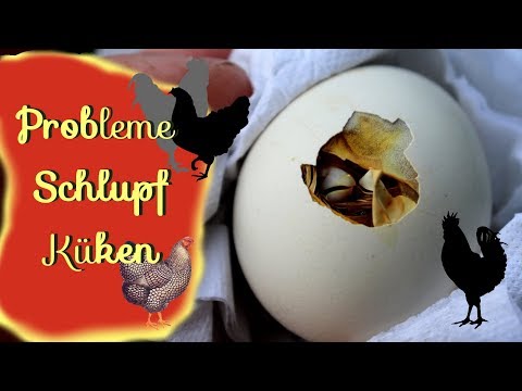 , title : 'Probleme beim Schlupf │ Küken │ Hühnerhaltung'