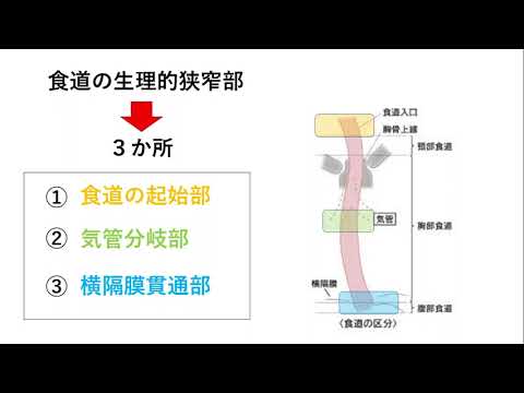 上部気道消化管 - 定義