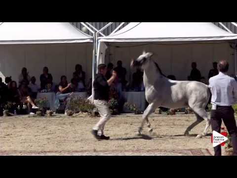 N.89 IM ICARE CATHARE - Bergamo 2015 - Stallions 8 years old and over (Class 10)