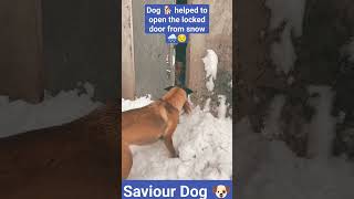 Dog 🐶 helped to open the frozen door 🚪 #trending #viral #shorts